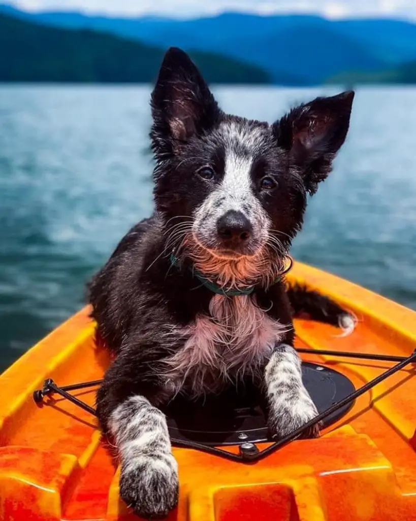 Kayak Pupper