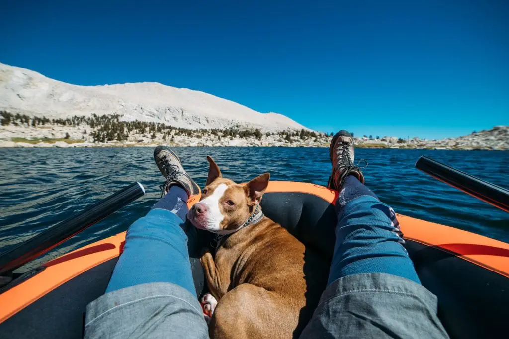 Pittbull dog kayaking